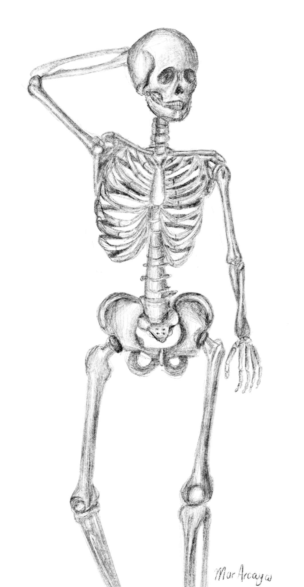 dibujo realista de un esquelo posando gracioso